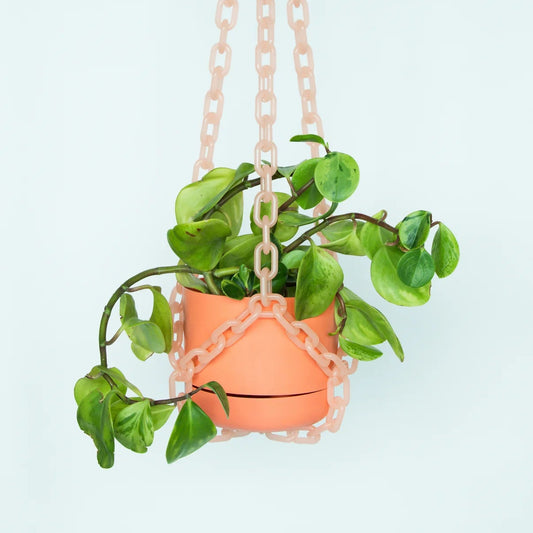 Hanging plant in a pink pot with a matching chain against a light blue background
