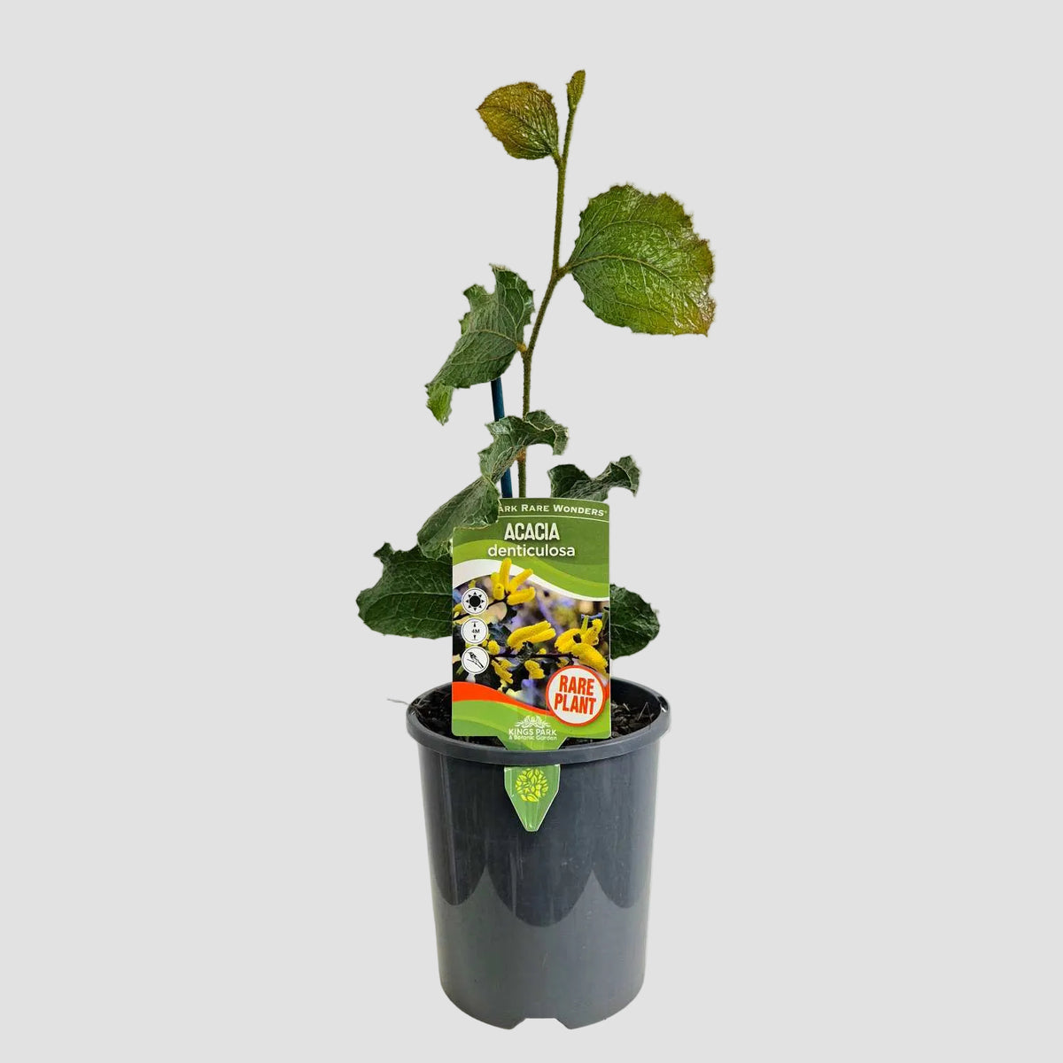 A small potted acacia plant with green leaves in a dark gray plastic nursery pot, featuring a green and white tag, displayed on a white surface against a light gray wall.