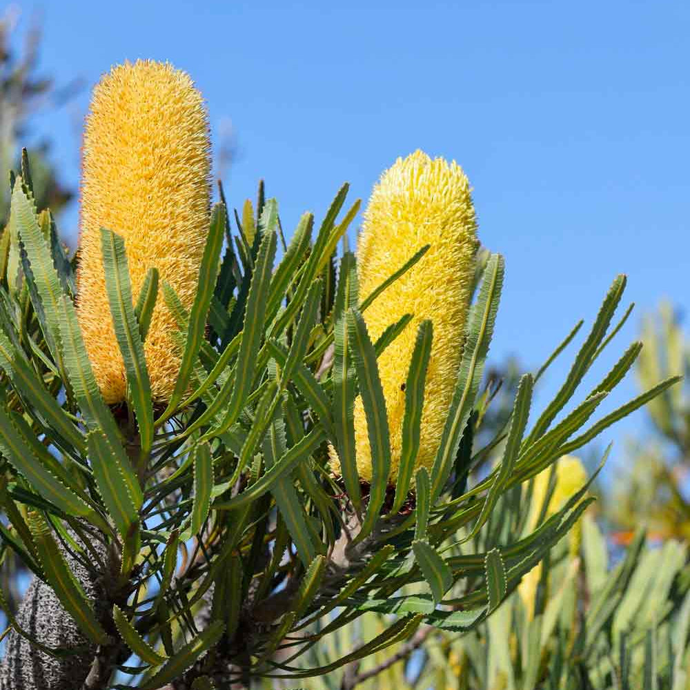 A close-up of two yellow Banksia attenuata flowers, commonly known as Candlestick banksia, against a clear blue sky.