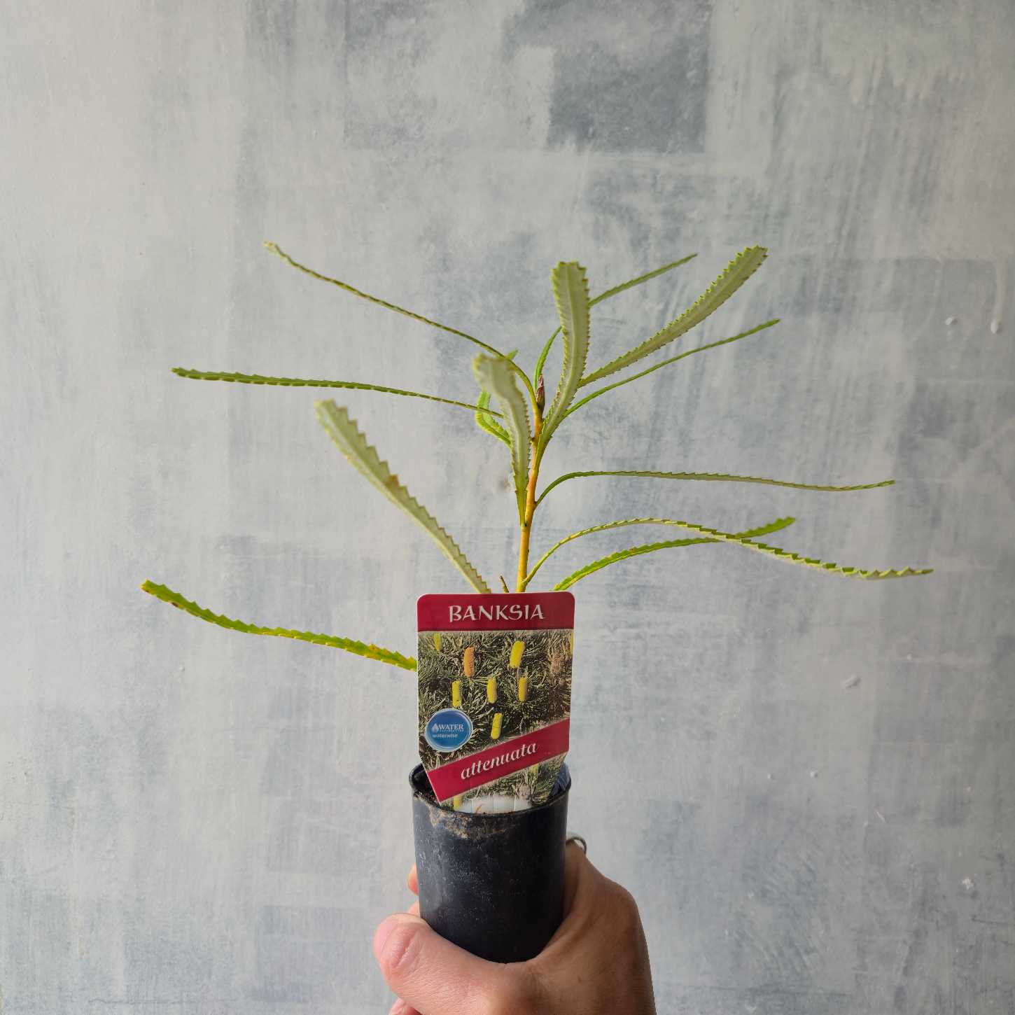Banksia attenuata in tubestock size held by hand against rough white background