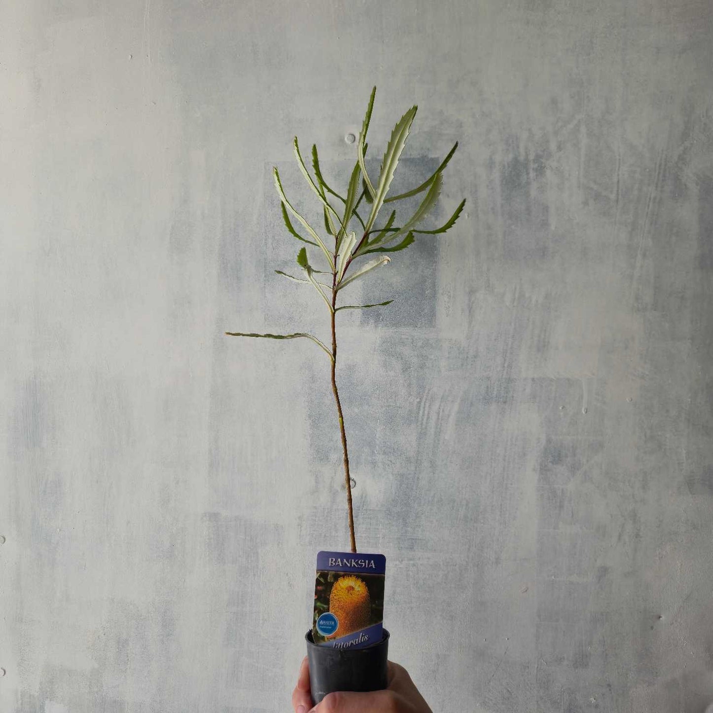 Banksia littoralis tube stock held by hand against rough white background