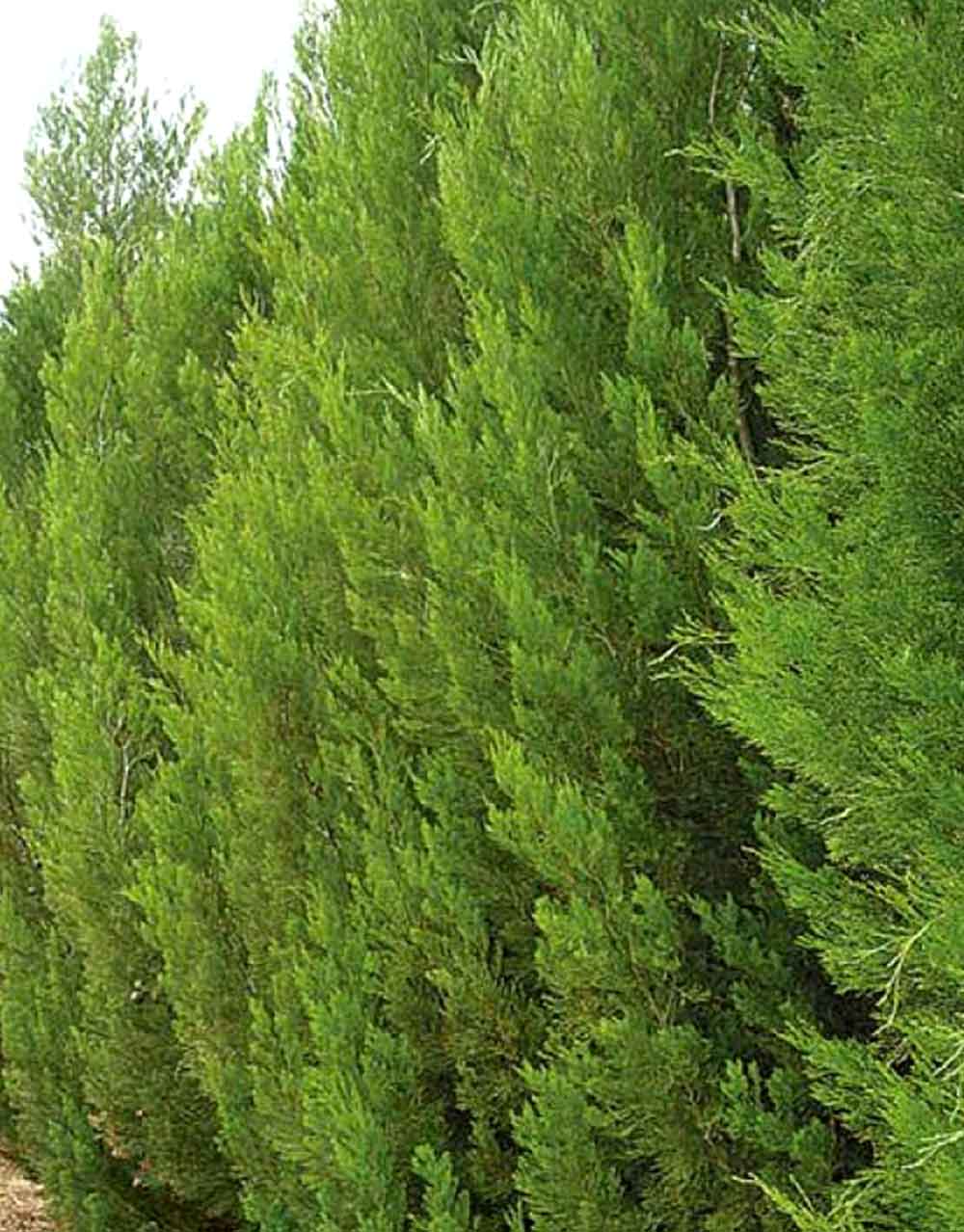 Callistris preissii - Rottnest Island Pine