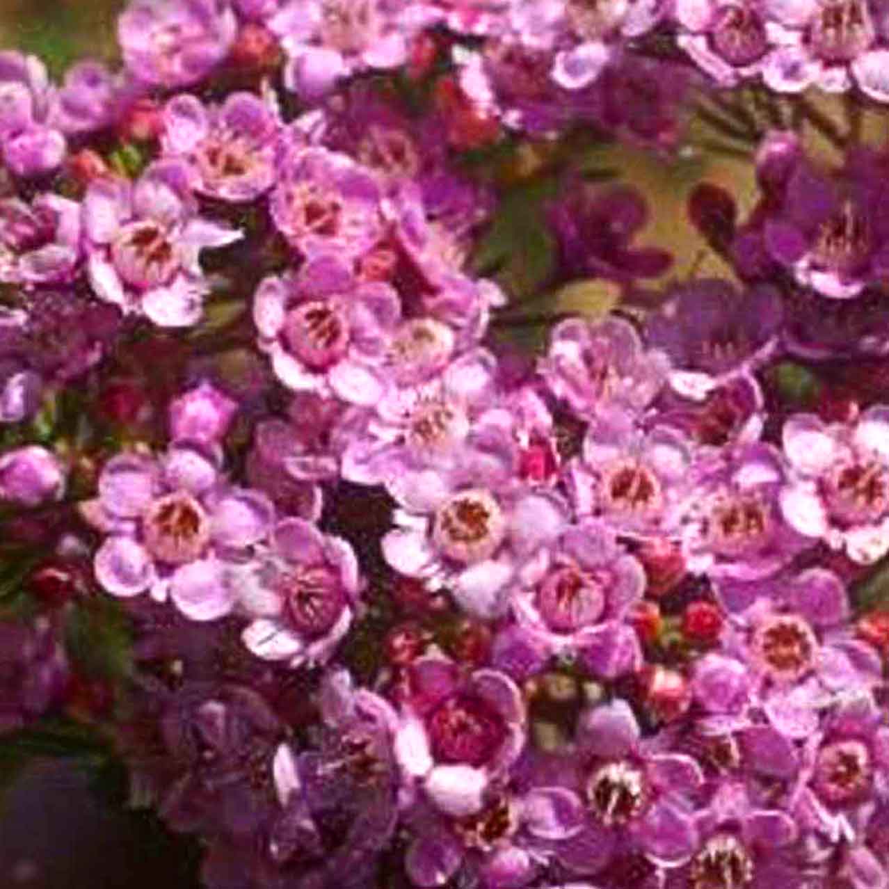 Chamelaucium Eric John