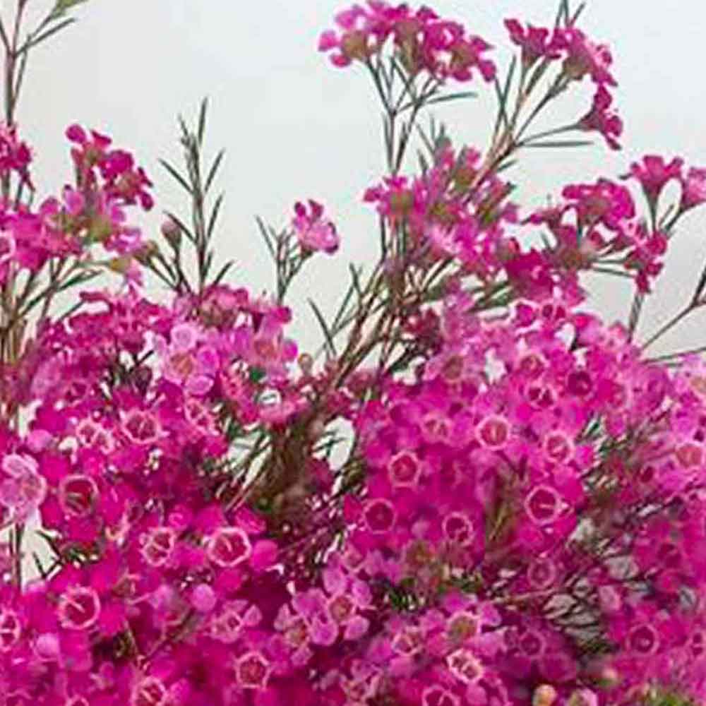 Geraldton Wax Hybrid ‘Purple Rain'