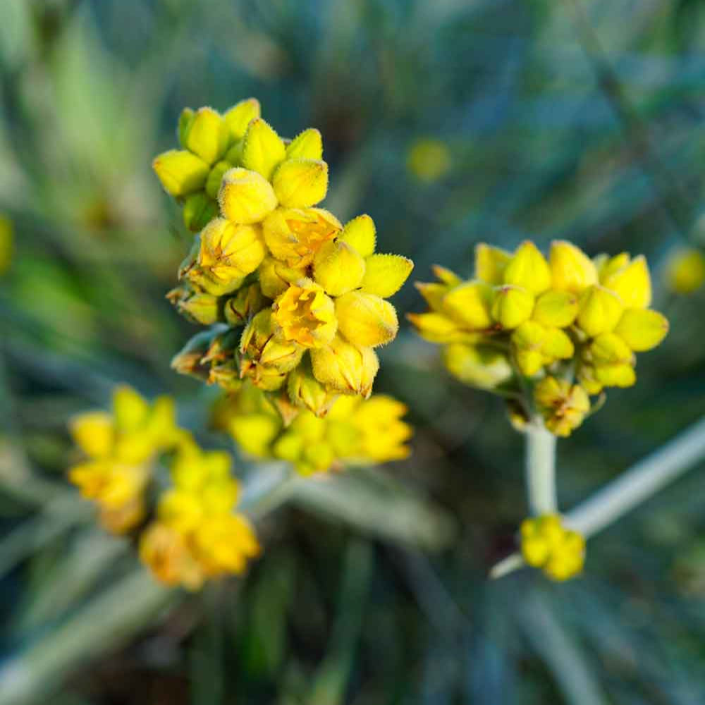 Close-up of yellow tubular flowers with silvery grey foliage