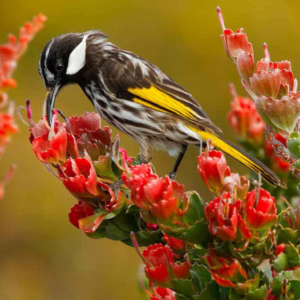 Adenanthos cuneatus