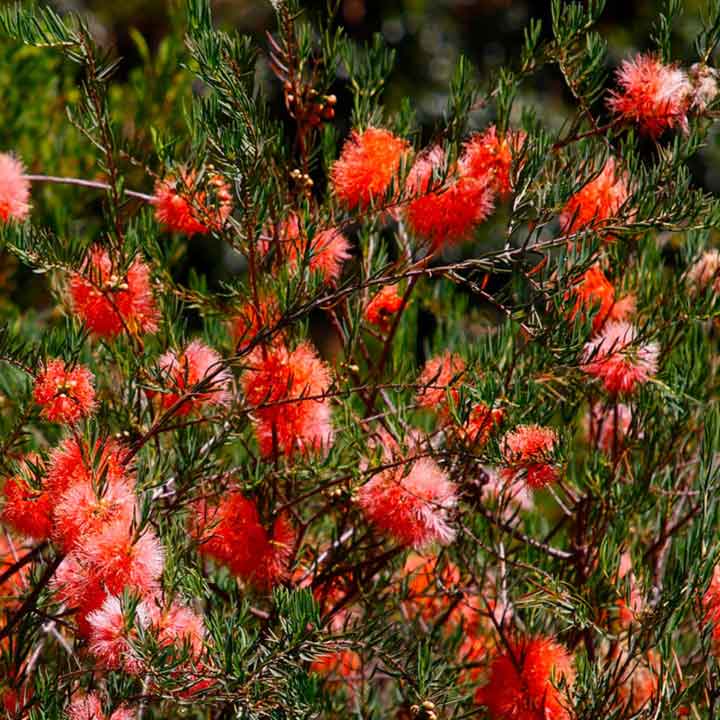 Scarlet Honey Myrtle | Melaleuca fulgens