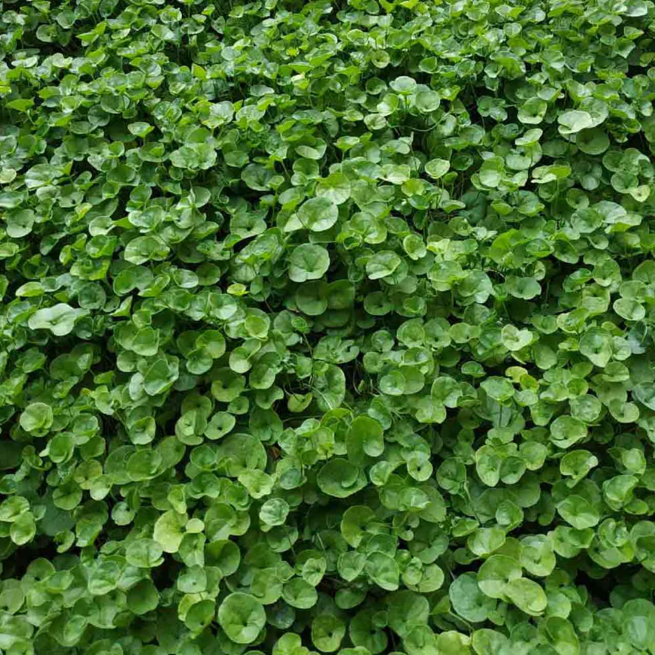 Dichondra repens