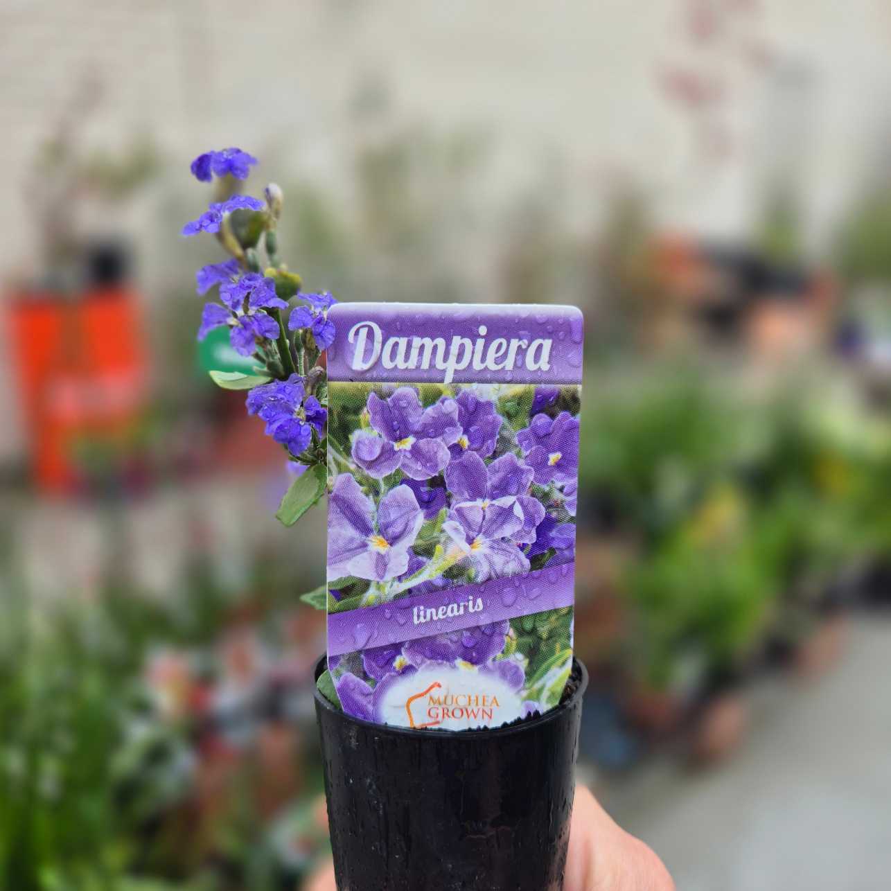 Potted plant with a Dampiera label against a blurred garden background