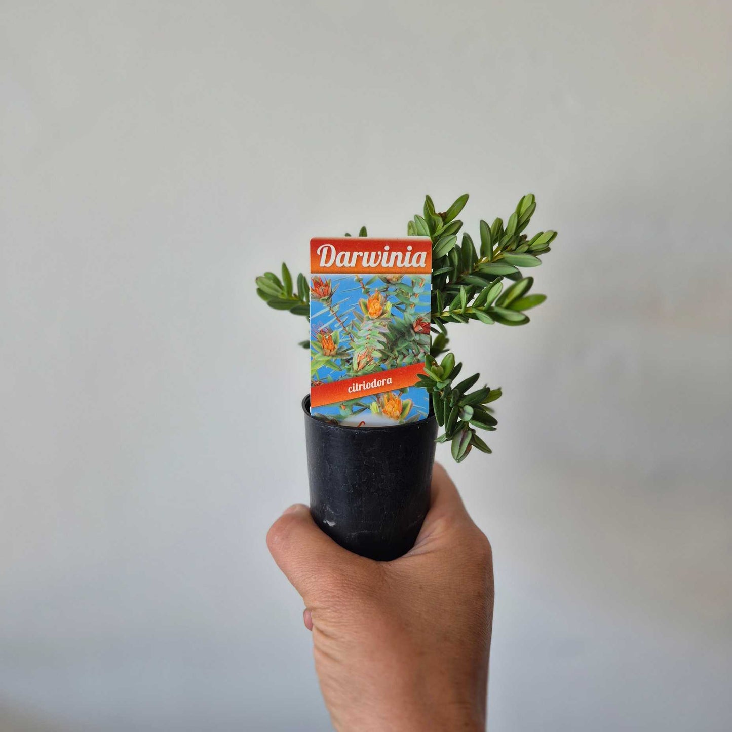 Hand holding a potted plant with a 'Darwinia' label against a plain background