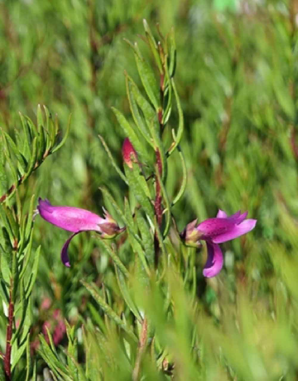 Eremophila Wild Berry