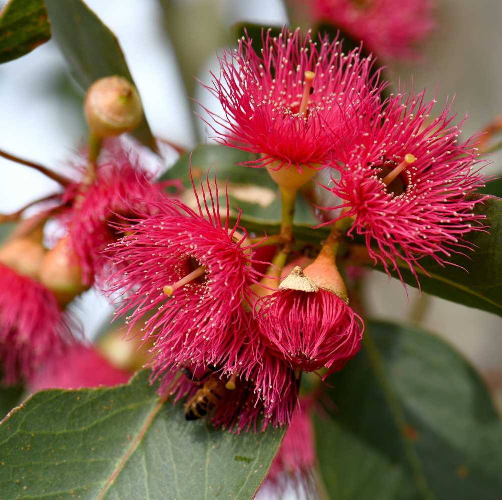 Close-up of pink flowers with green leaves and a bee on a blurred background