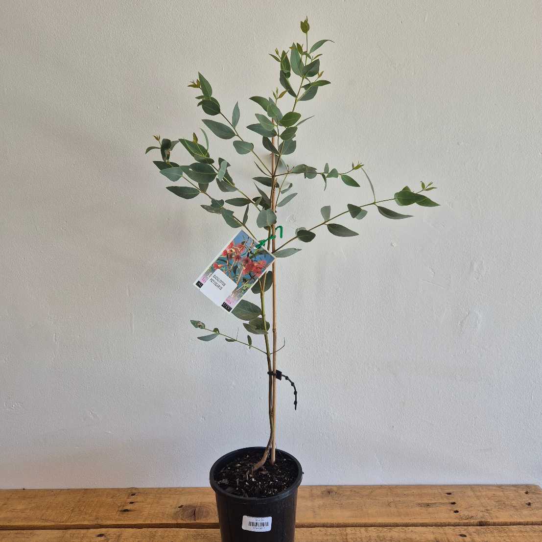 Potted Eucalyptus petiolaris plant with a tag on a wooden surface against a white wall