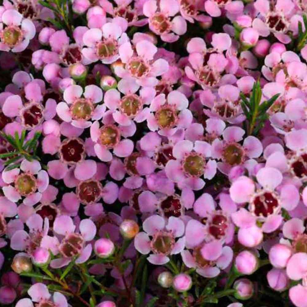 geraldton wax hybrid local hero close up of pink flowers in mass.