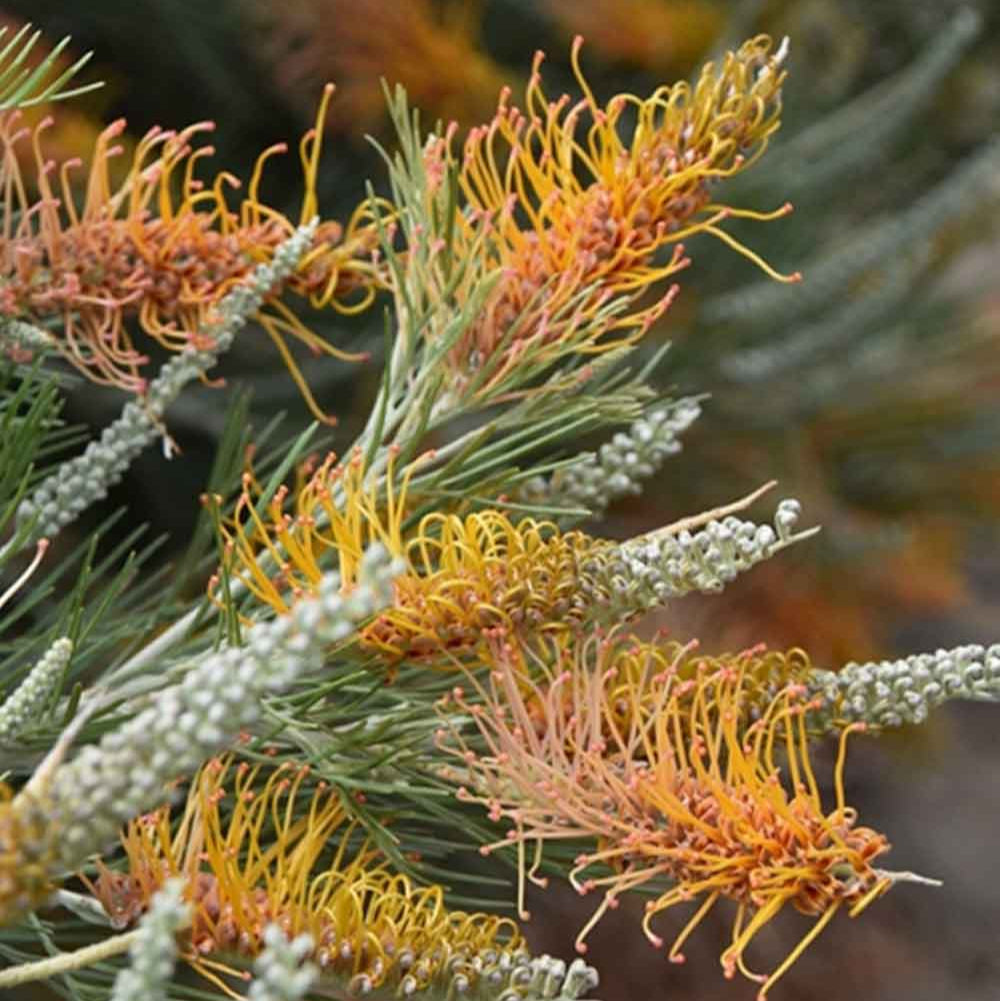 Close-up of a branch with yellowish-orange flowers against a blurred natural background