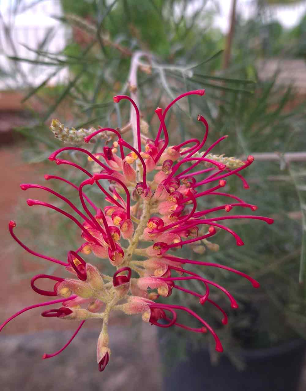 Grevillea 'RSL Spirit of ANZAC'