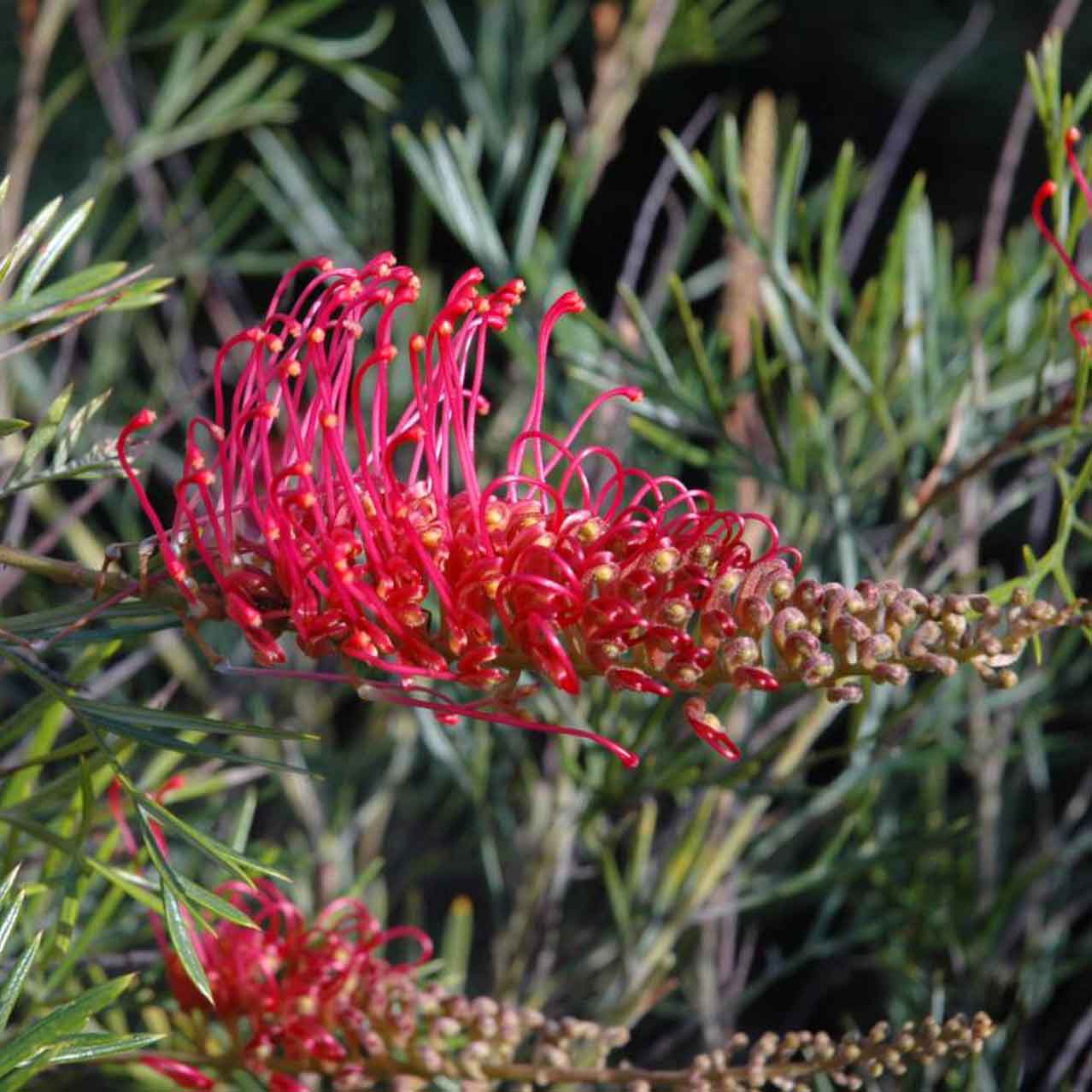Close up of a red to pink grevillea'raspberry dream' flower.