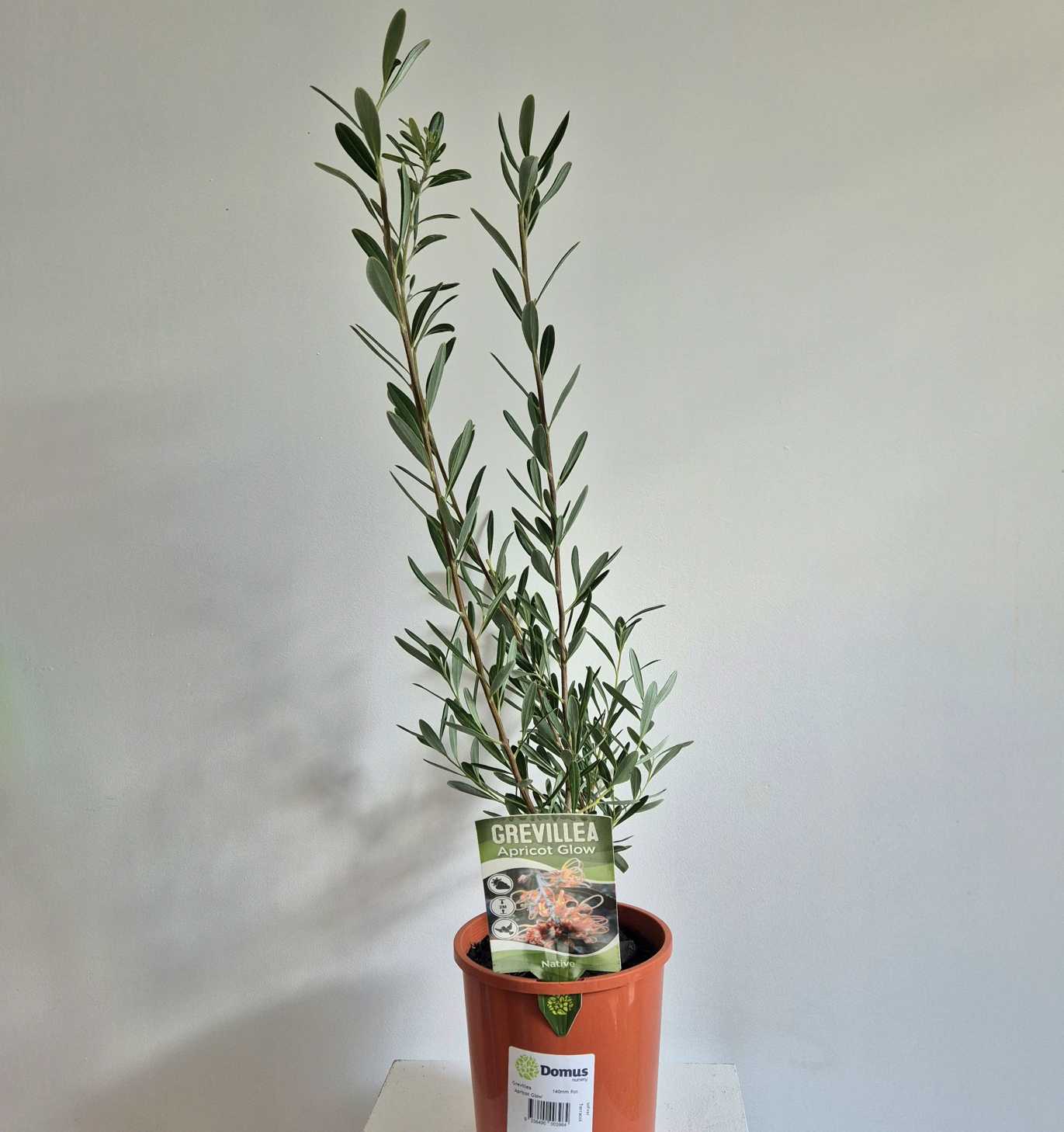Potted Grevillea plant on a white surface with a plain background