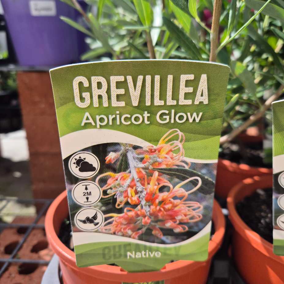 Grevillea Apricot Glow plant packaging with green label and flower image.