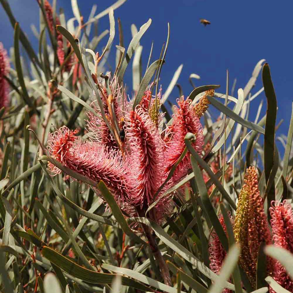 Grass Leaf Hakea | Hakea multilineata