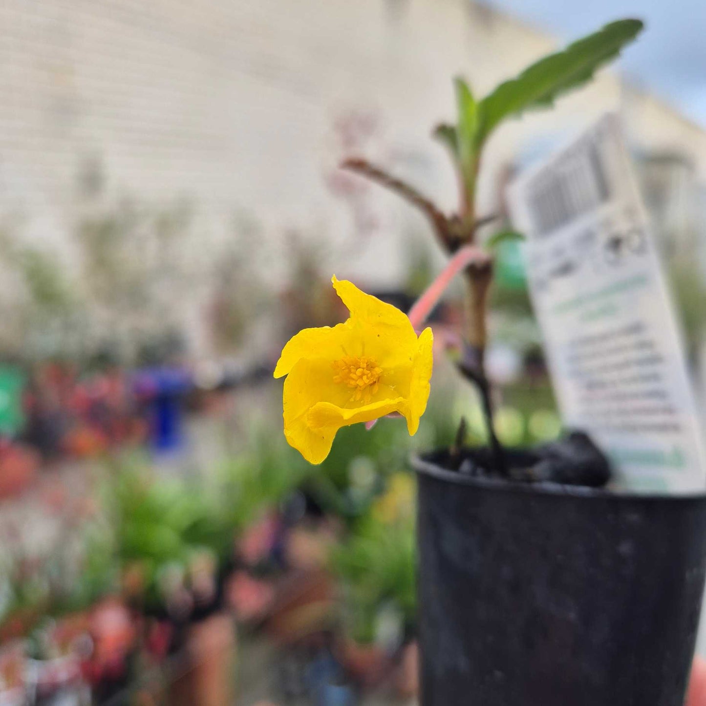 Yellow flower in a pot with a blurred background of plants and shelves