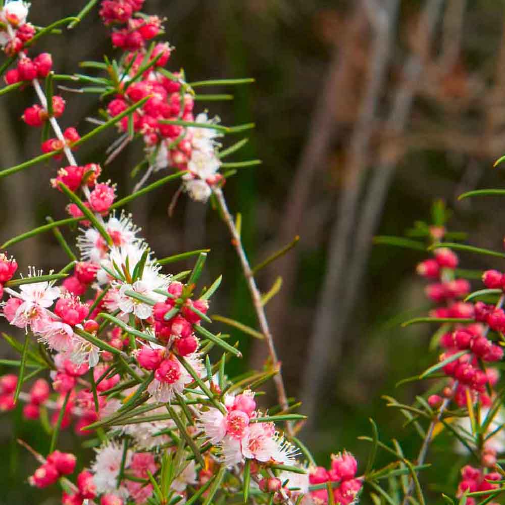 White Myrtle | Hypocalymma angustifolium