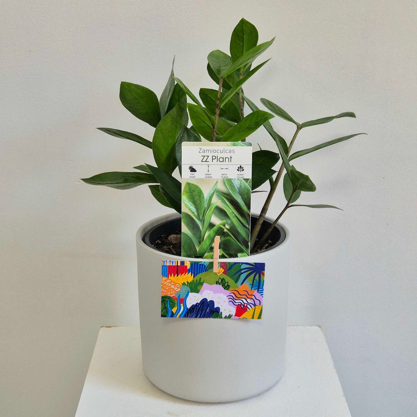 zz plant in a white pot with a white background