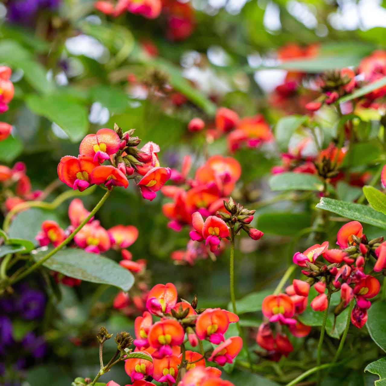 Coral Vine Seeds - Kennedia coccinea