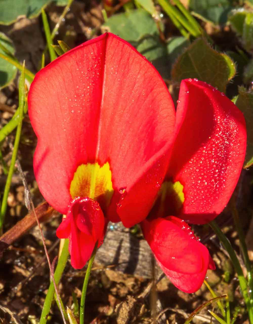 Scarlet Runner - Kennedia prostrata