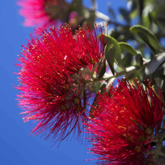 Scarlet-tipped Bottlebrush - Kunzea baxteri
