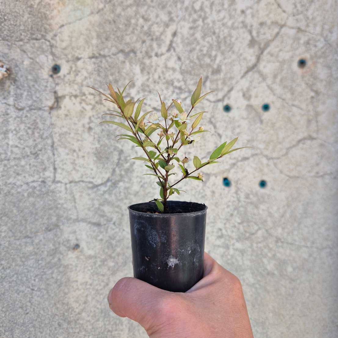 Small potted plant held in front of a textured wall