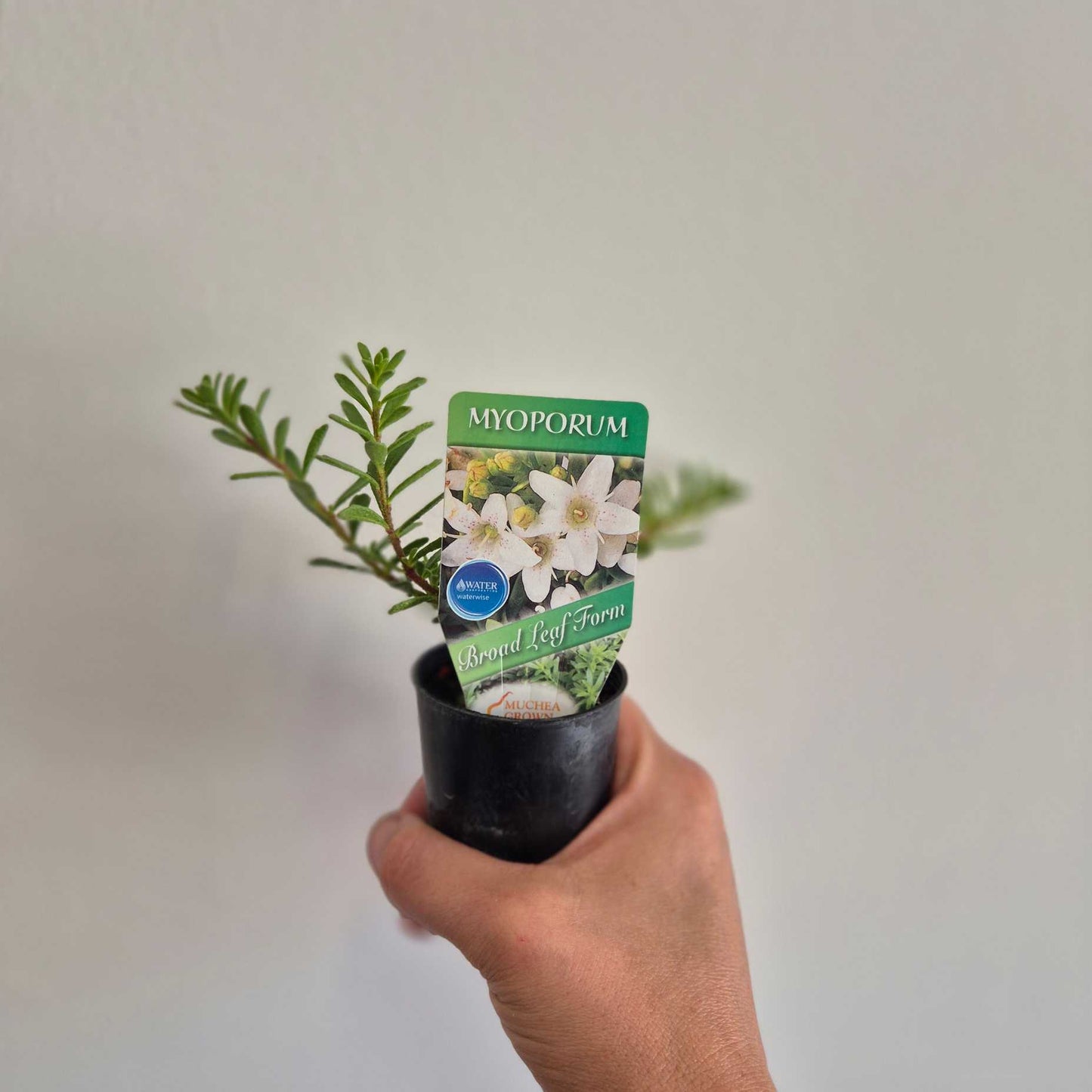 Hand holding a potted plant with a Myoporum label against a plain background