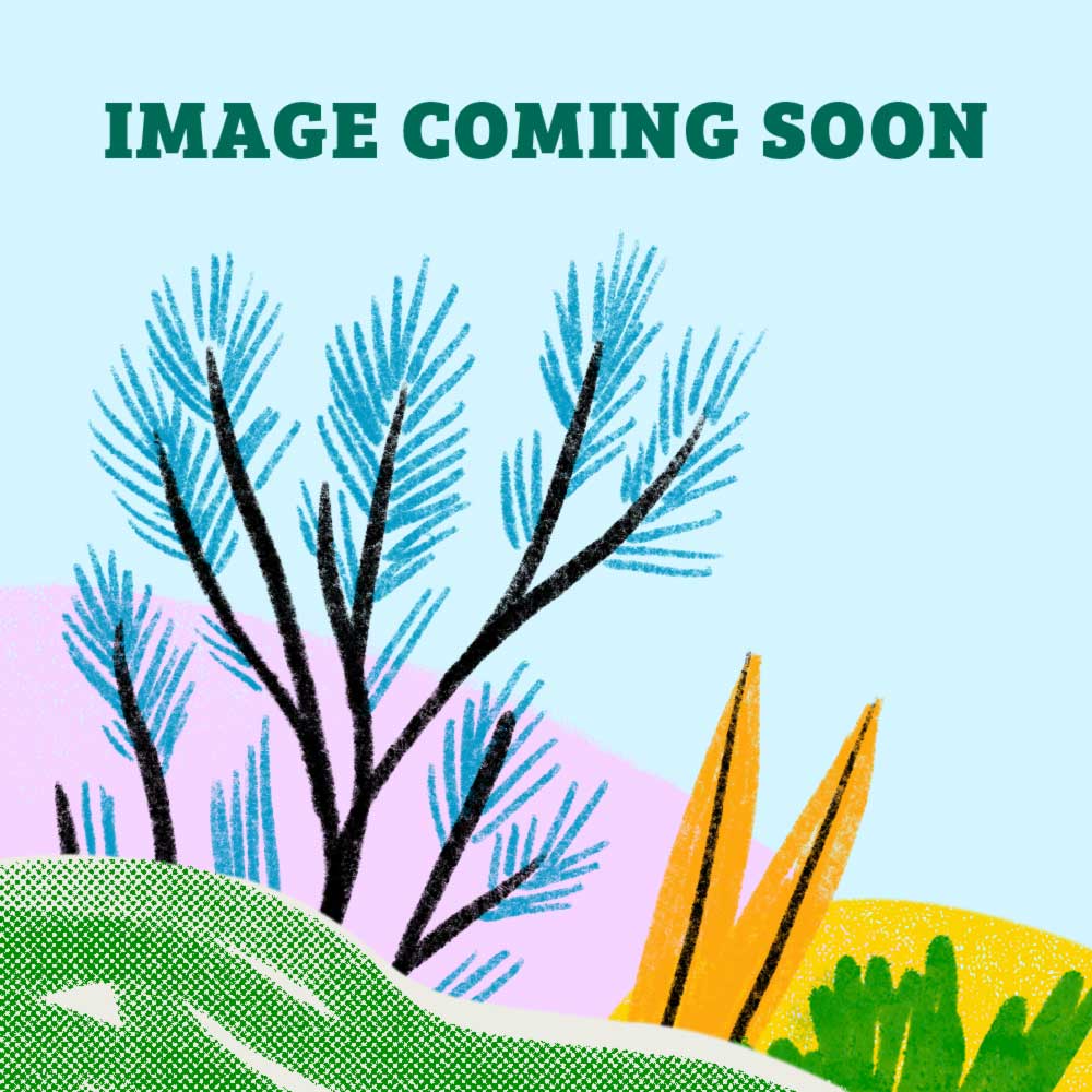 Broad Leaf Tea Tree - Melaleuca viridiflora