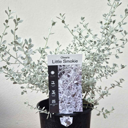 Olearia 'Little Smokie'