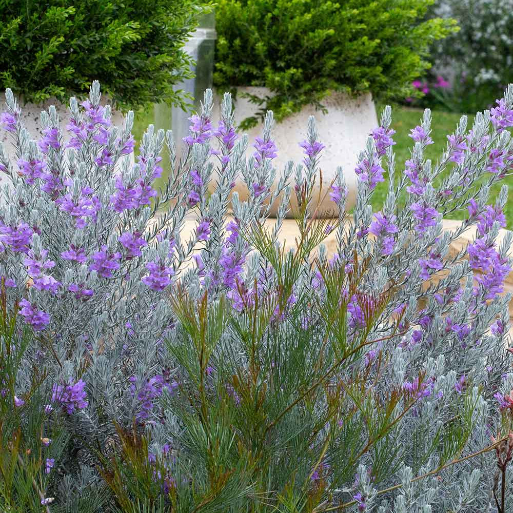 An evergreen shrub with silky pale silver foliage and vibrant purple bird-attracting tubular flowers.