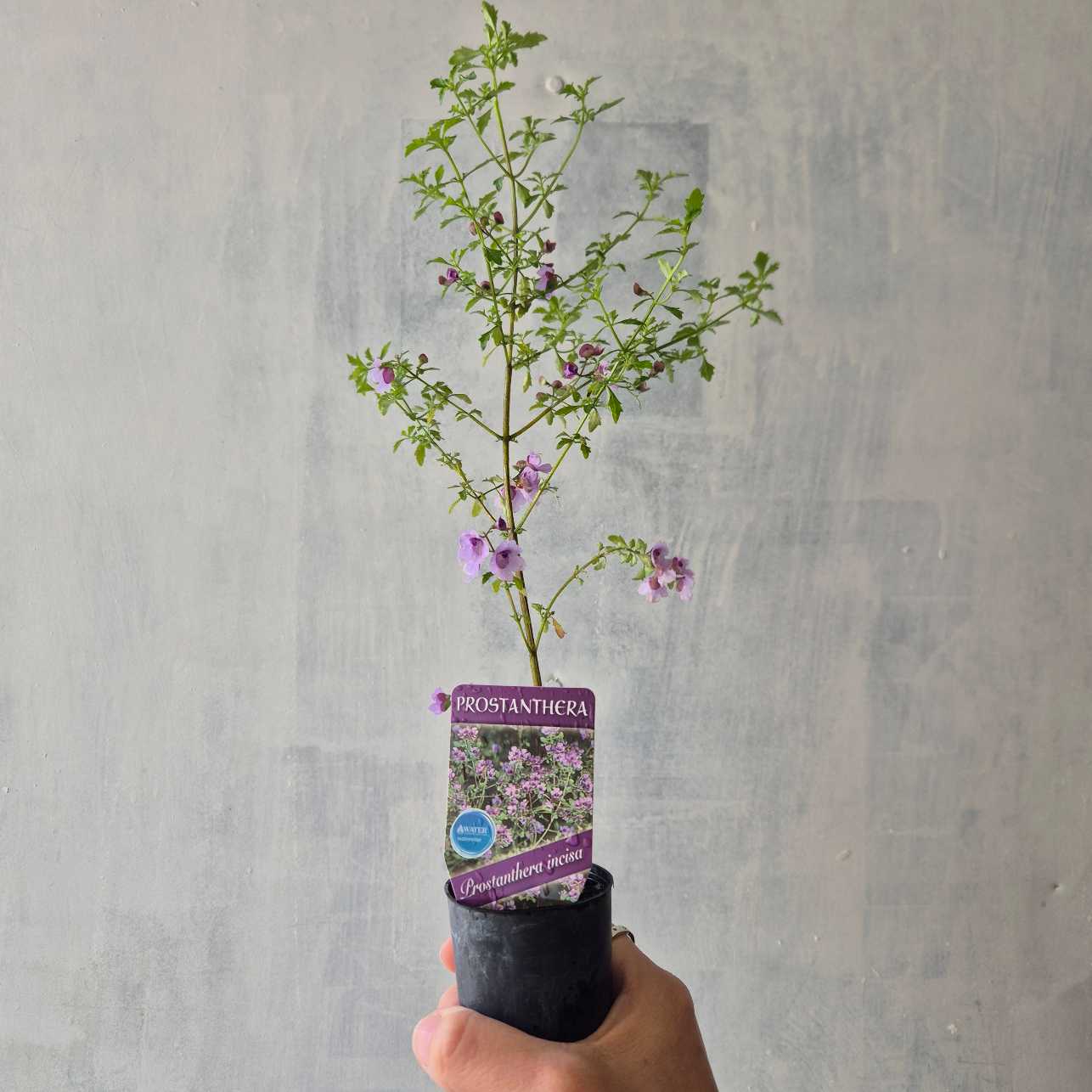 Hand holding a potted plant with a Prostanthera label against a gray background