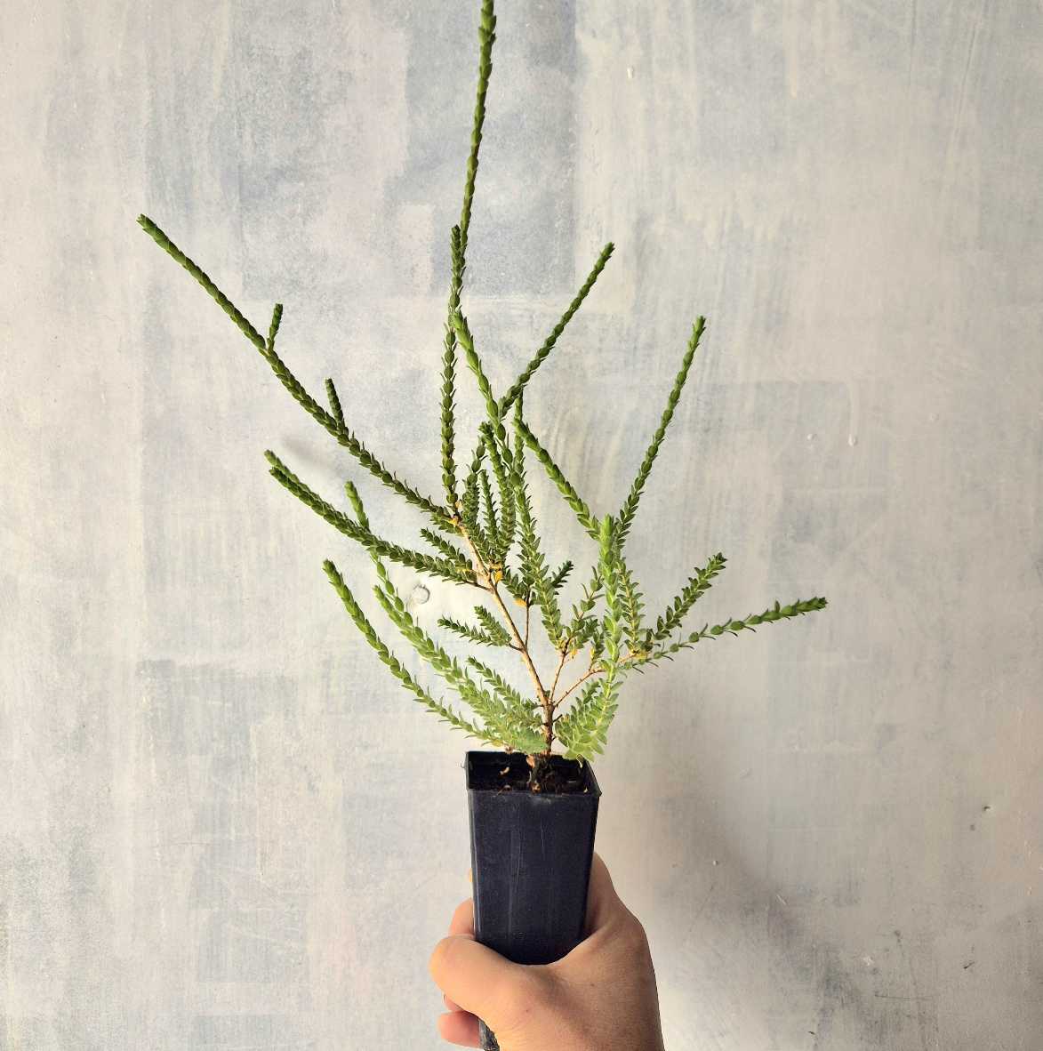 hand holidng plant pot against white, paint textured background.