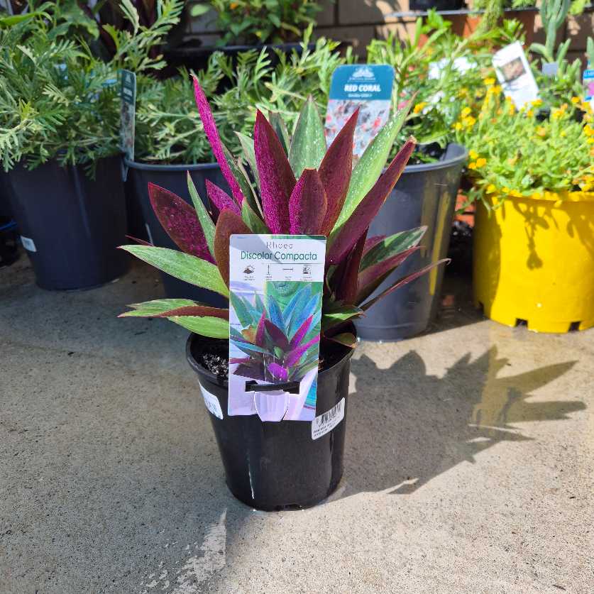 purple foliage Potted plant with a label in a garden setting