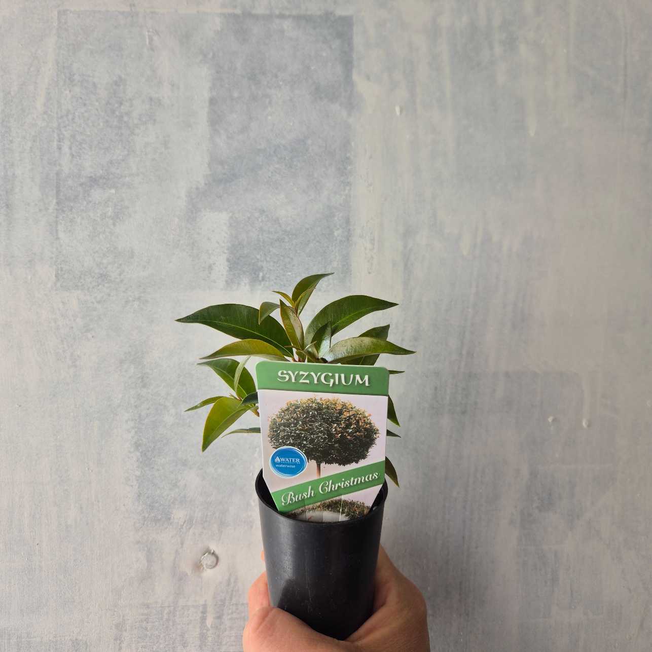 Potted plant held by a hand with a label on a gray background