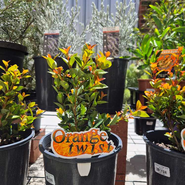 Potted plants with 'Orange Twist' sign in a garden setting