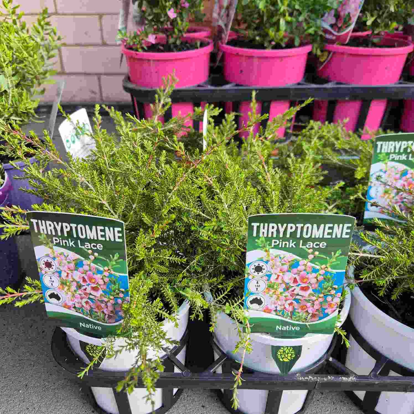 Thryptomene saxicola 'Pink Lace'