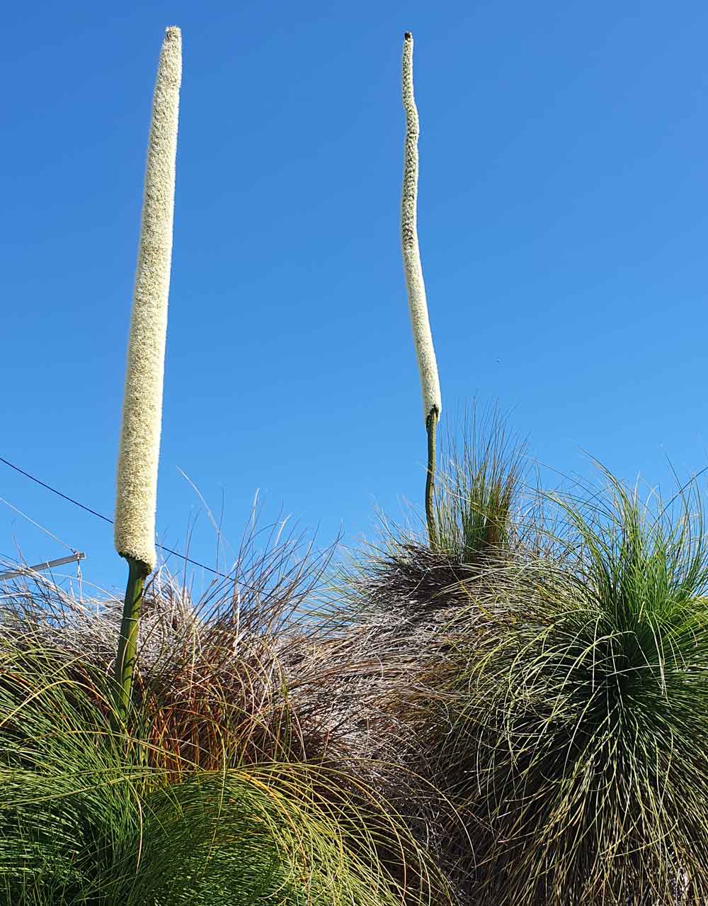 Australian Grass Tree Seeds