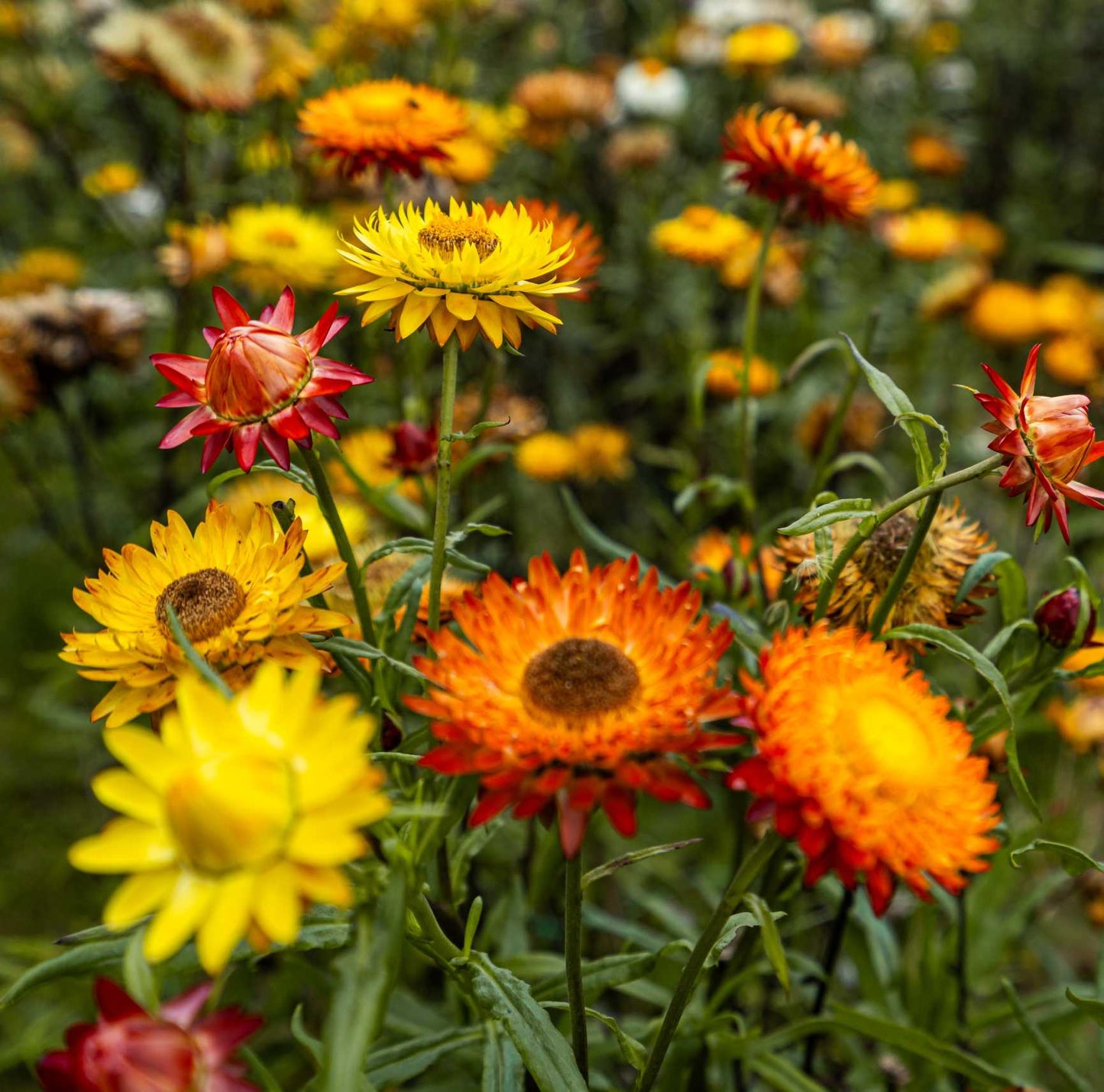 Colorful flowers in a field with a blurred background
