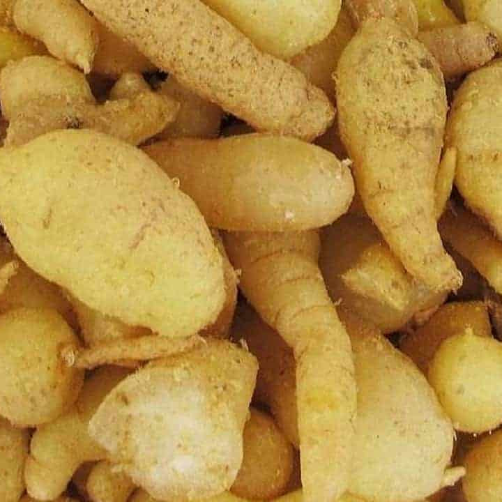 Close-up of youlk