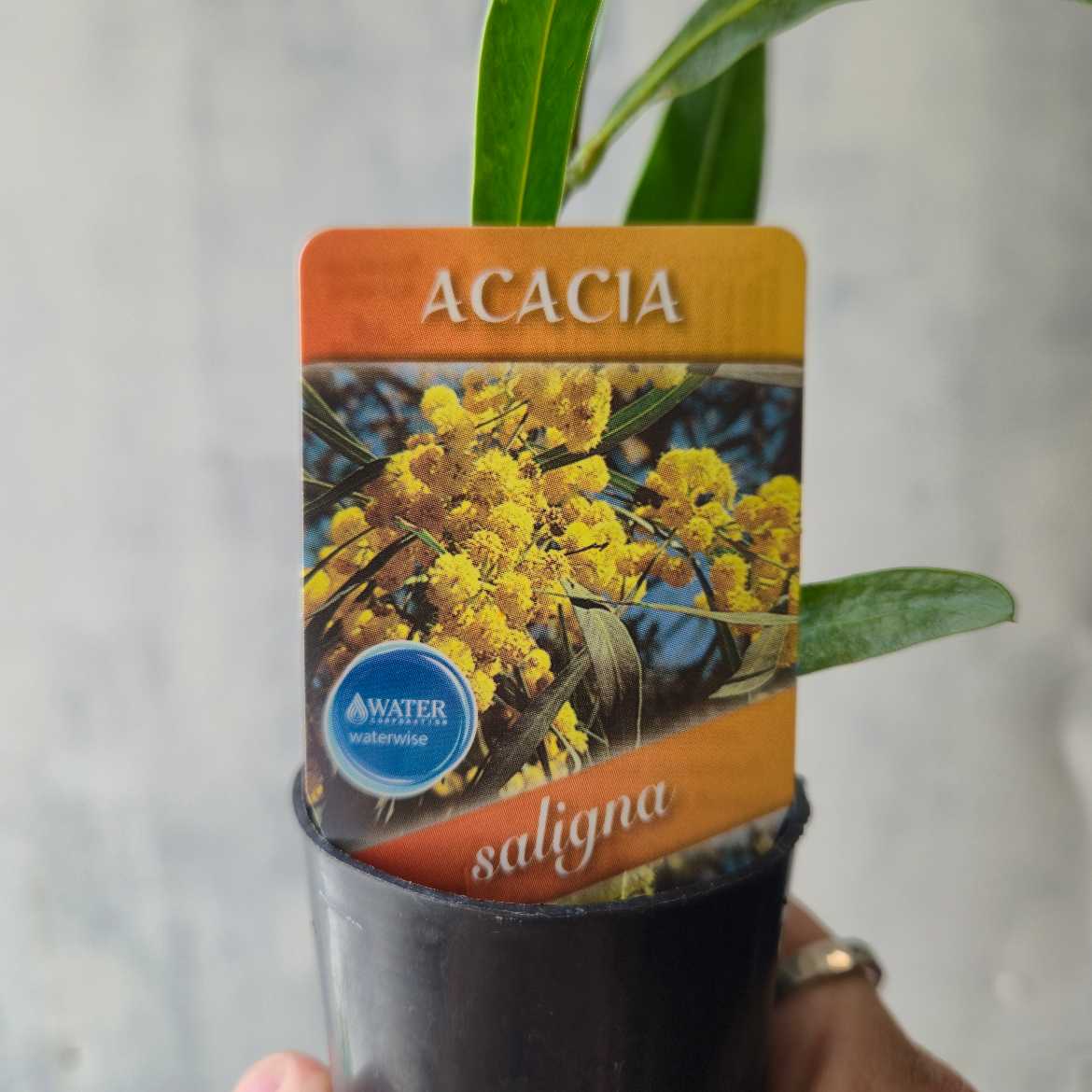 acacia saligna close up of label