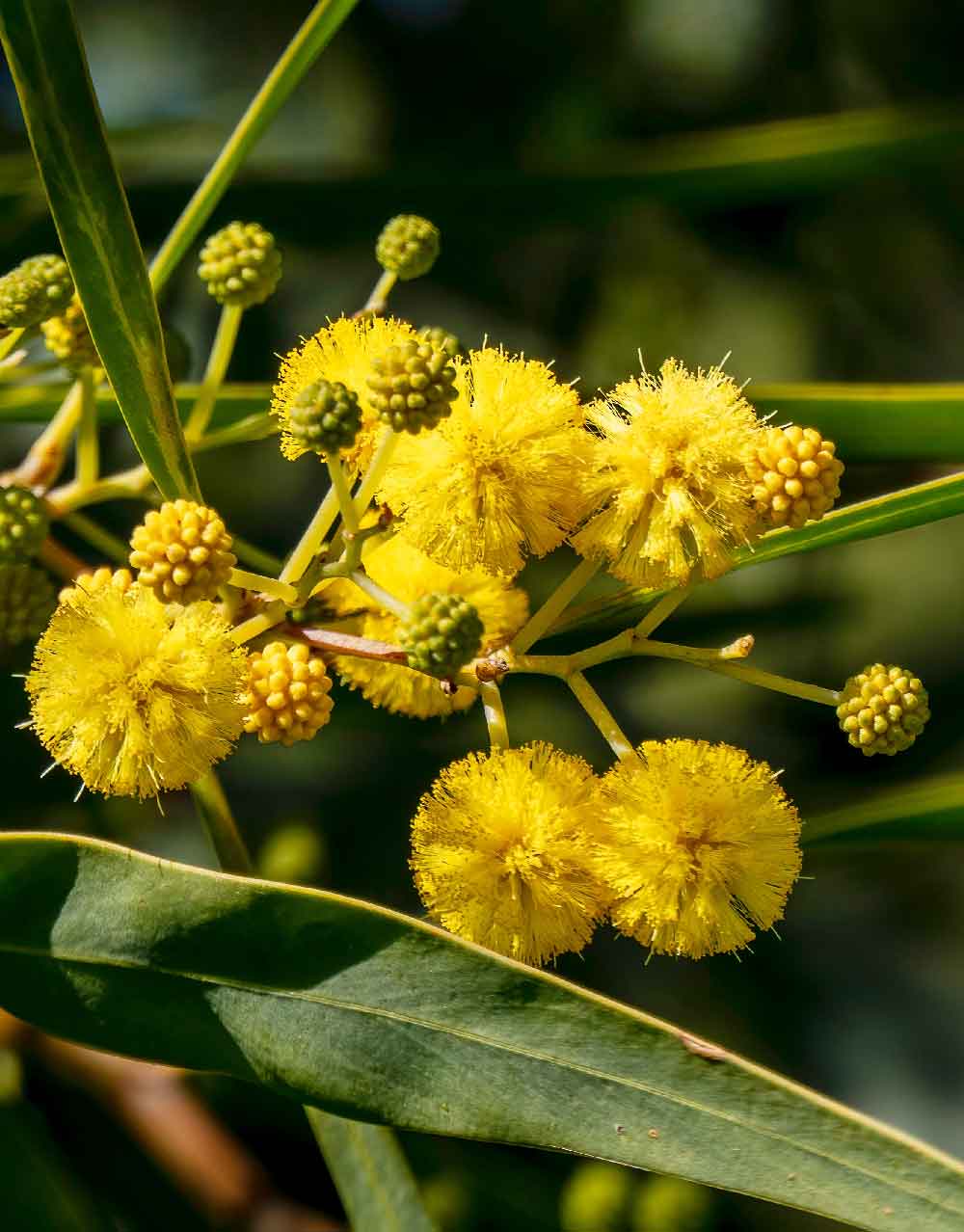 Cluster of orange wattle flowers on a prostrate plant with green leaves.