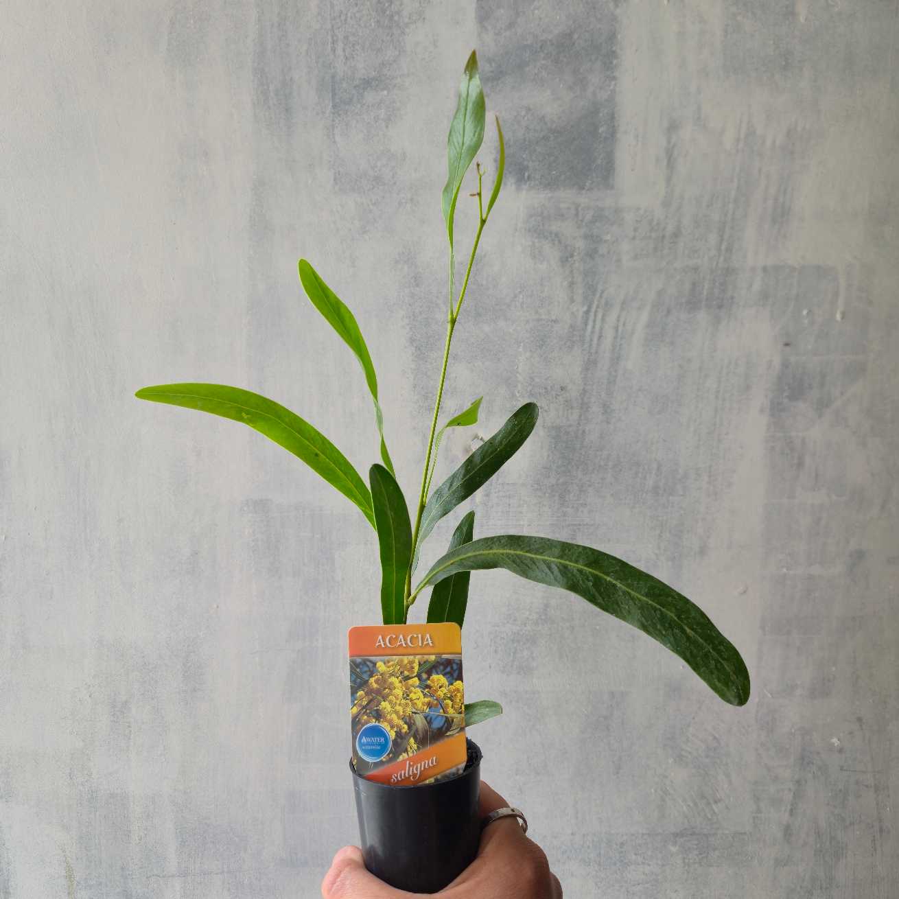 tube stock of acacia saligna held by hand against rough white background.