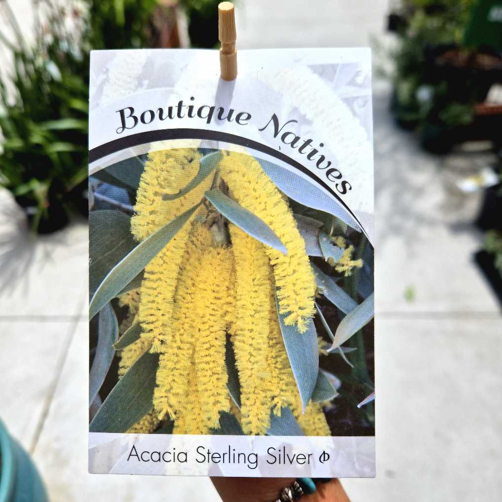 Boutique Natives Acacia Sterling Silver seed packet with yellow flowers and green leaves.