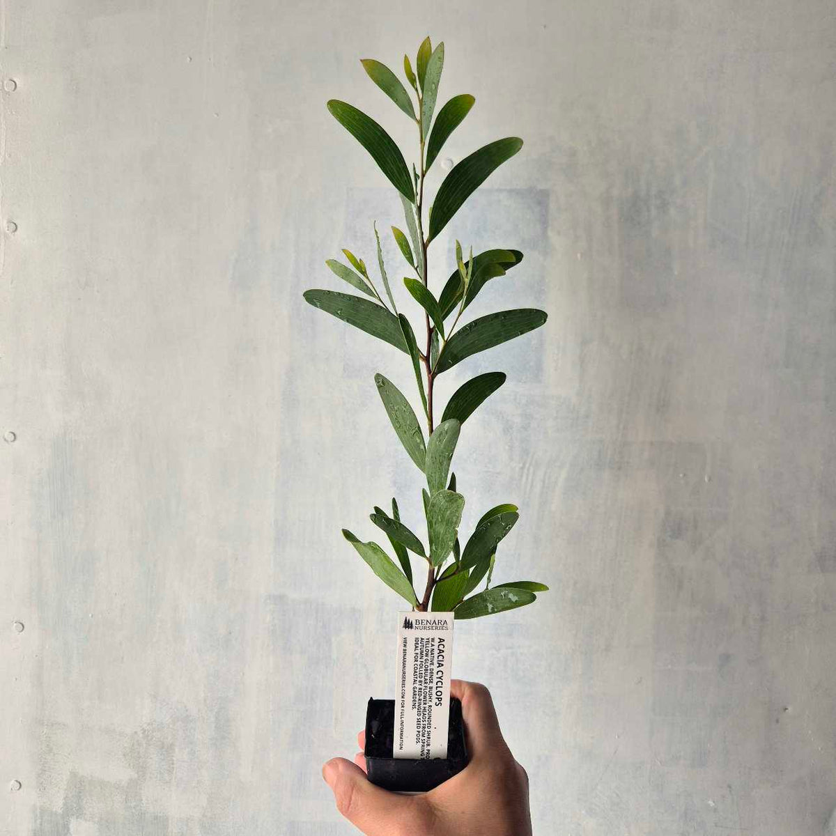 Hand holding a small potted plant against a plain background