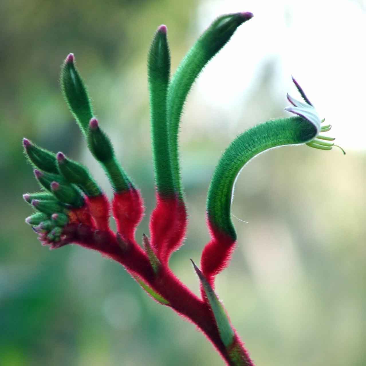 Anigozanthos manglesii Seeds